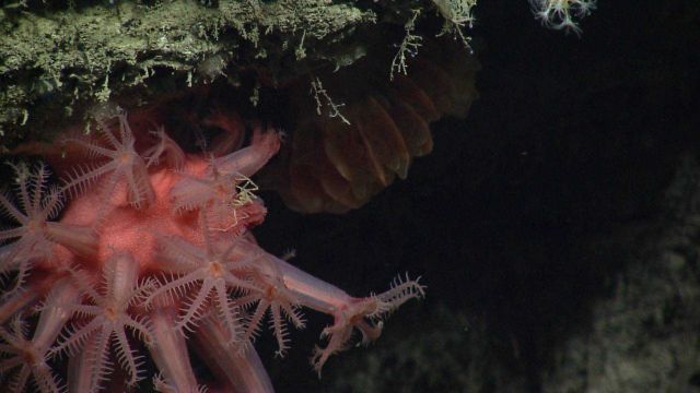 Deep sea coral Picture