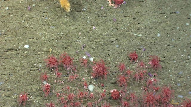 Deep sea coral Picture