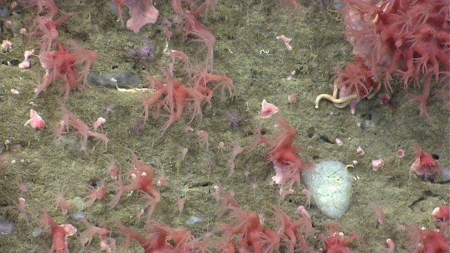Deep sea coral Picture