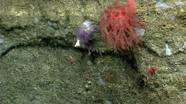 Deep sea coral Picture