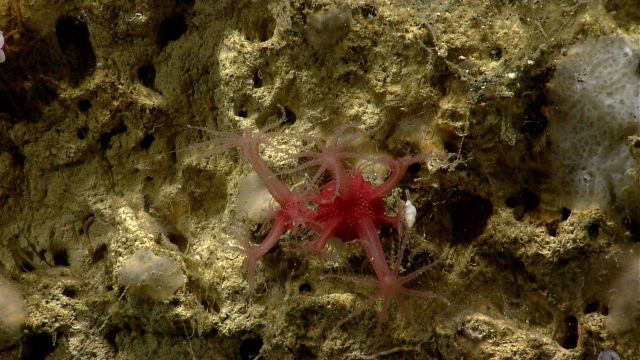 Deep sea coral Picture