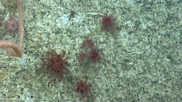 Deep sea coral Picture
