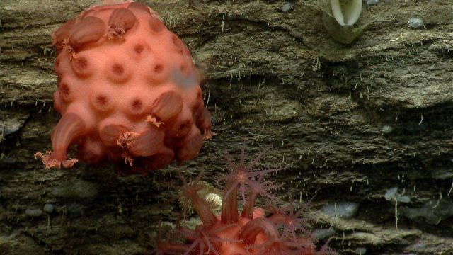 Deep sea coral Picture