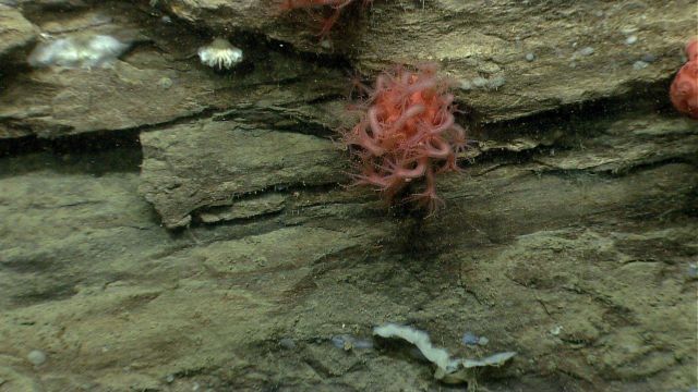 Deep sea coral Picture
