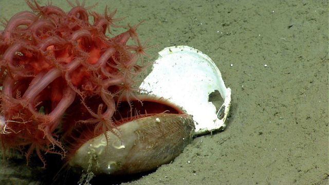 Deep sea coral Picture