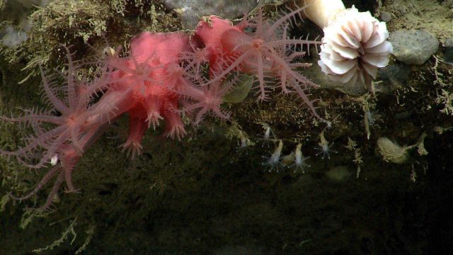 Deep sea coral Picture