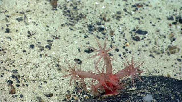 Deep sea coral Picture
