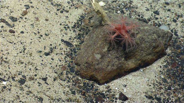 Deep sea coral Picture