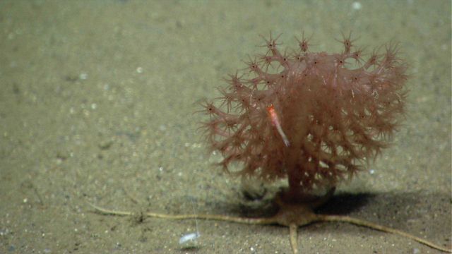 Deep sea coral Picture