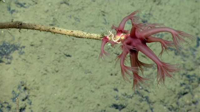 Deep sea coral Picture