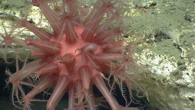 Deep sea coral Picture