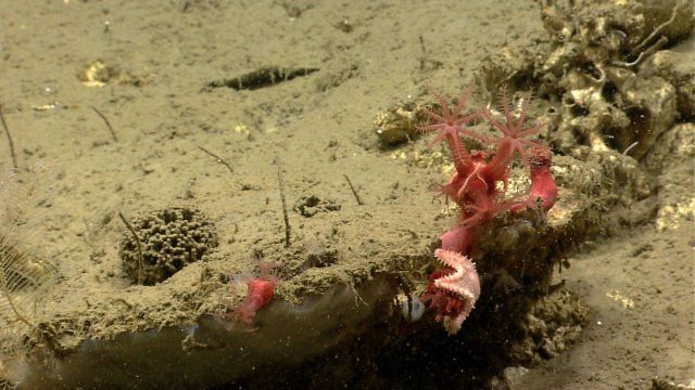 Deep sea coral Picture
