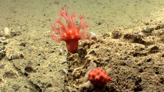 Deep sea coral Picture