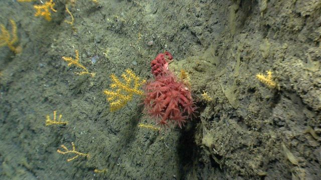 Deep sea coral Picture