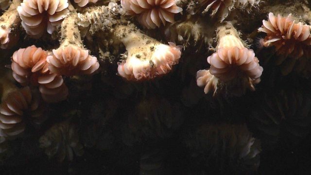 Cup corals on a vertical wall. Picture