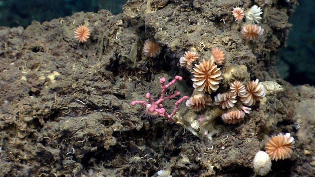 Cup corals and a small Paragorgia coral. Picture
