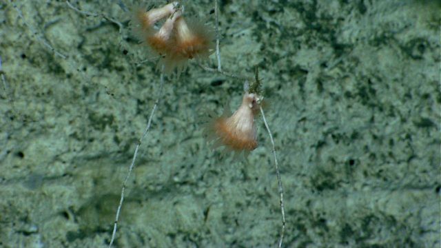 Seemingly defying physics, cup corals growing on a small bamboo coral Picture
