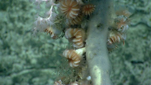 Deep sea coral Picture
