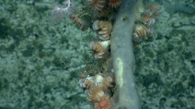 Deep sea coral Picture