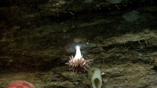 Deep sea coral Picture