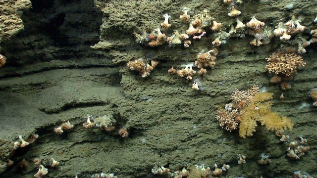 Deep sea coral Picture