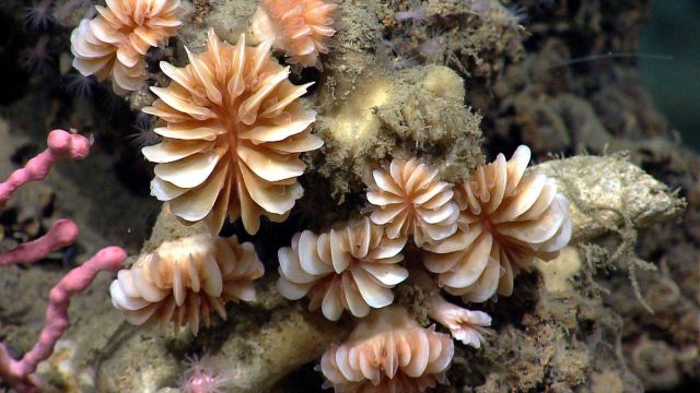 Deep sea coral Picture
