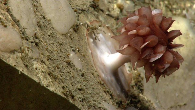 Deep sea coral Picture