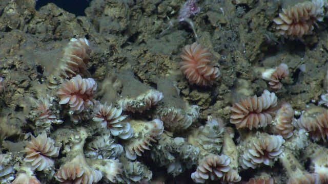 Deep sea coral Picture