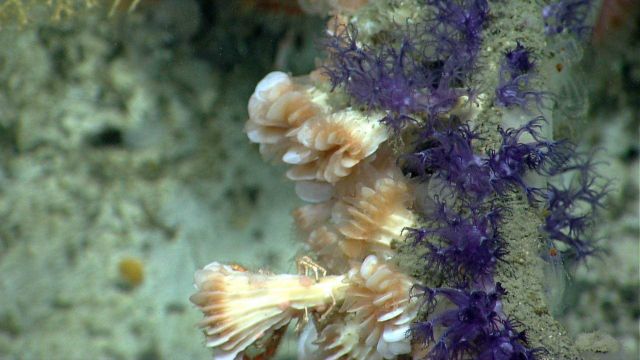 Deep sea coral Picture