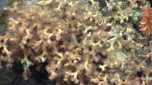 Deep sea coral Picture