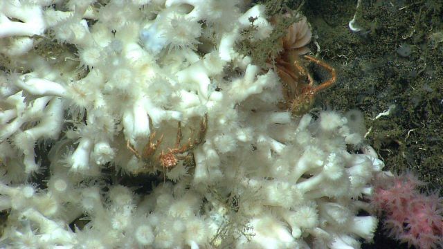 Lophelia pertusa coral with two squat lobsters and a small Paragorgia coral to the lower right of image Picture