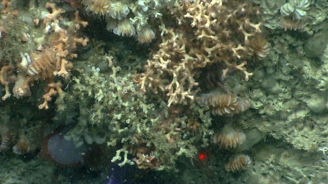 Deep sea coral Picture