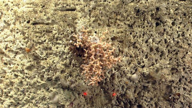 Deep sea coral Picture