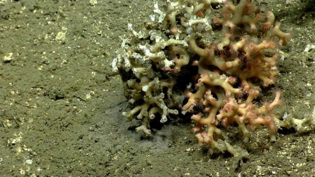Deep sea coral Picture