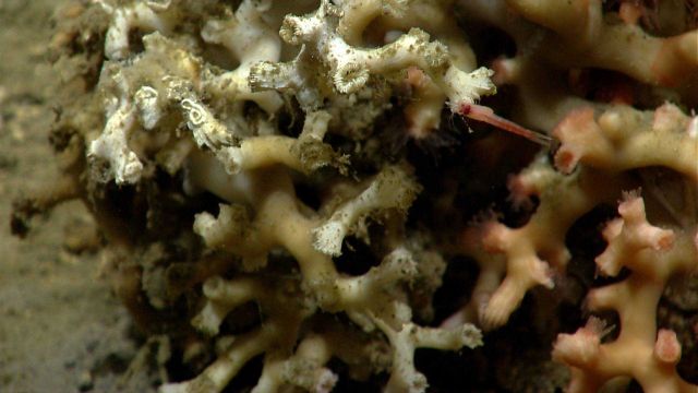 Deep sea coral Picture