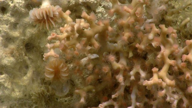 Deep sea coral Picture