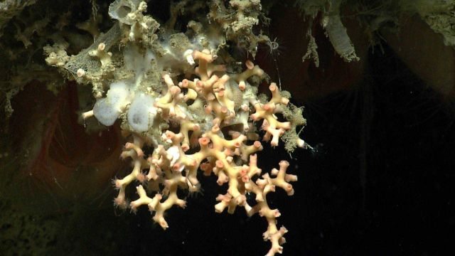 Deep sea coral Picture