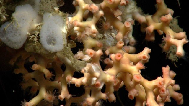 Deep sea coral Picture