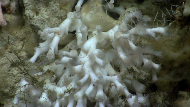 Deep sea coral Picture