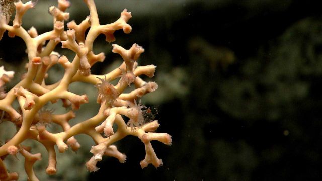 Deep sea coral Picture