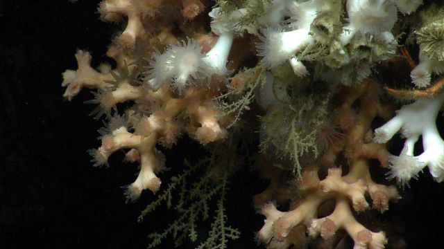 Deep sea coral Picture