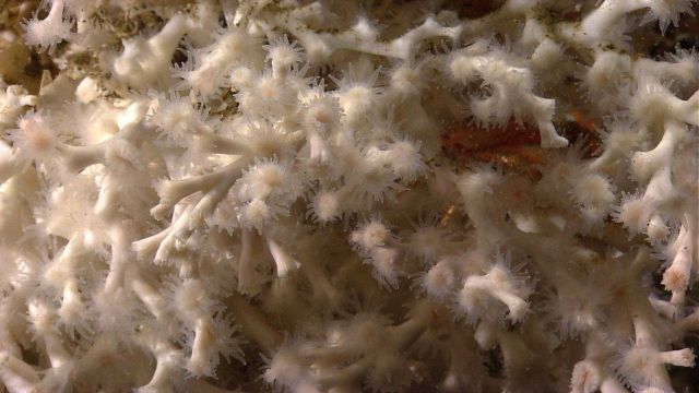 Deep sea coral Picture