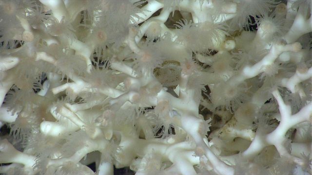 Deep sea coral Picture