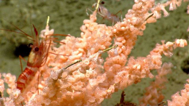 Deep sea coral Picture
