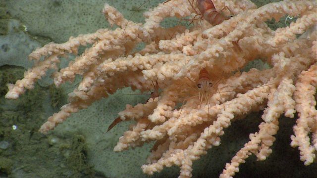 Three pandalid shrimp on a coral bush with an encrusting sponge below. Picture