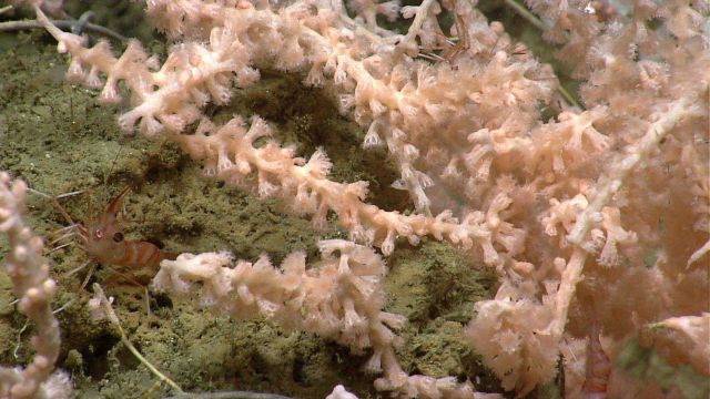 Deep sea coral Picture