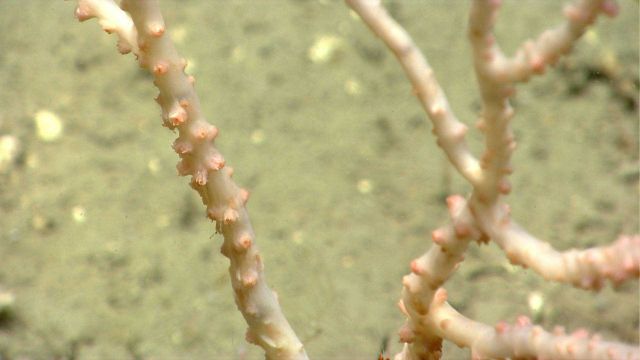 Deep sea coral Picture