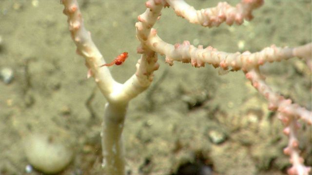 Deep sea coral Picture
