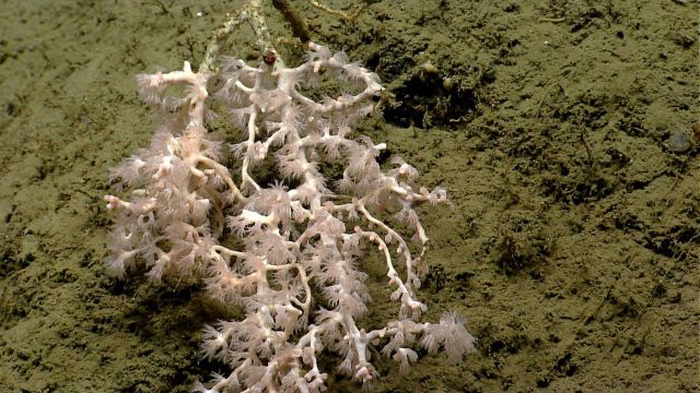 Deep sea coral Picture