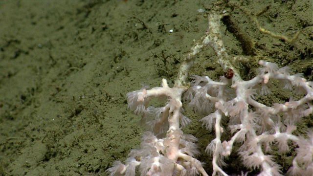 Deep sea coral Picture